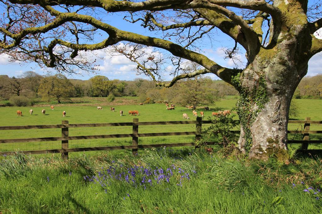 David'S Organic Farm Wales Villa Llanfallteg Exterior photo